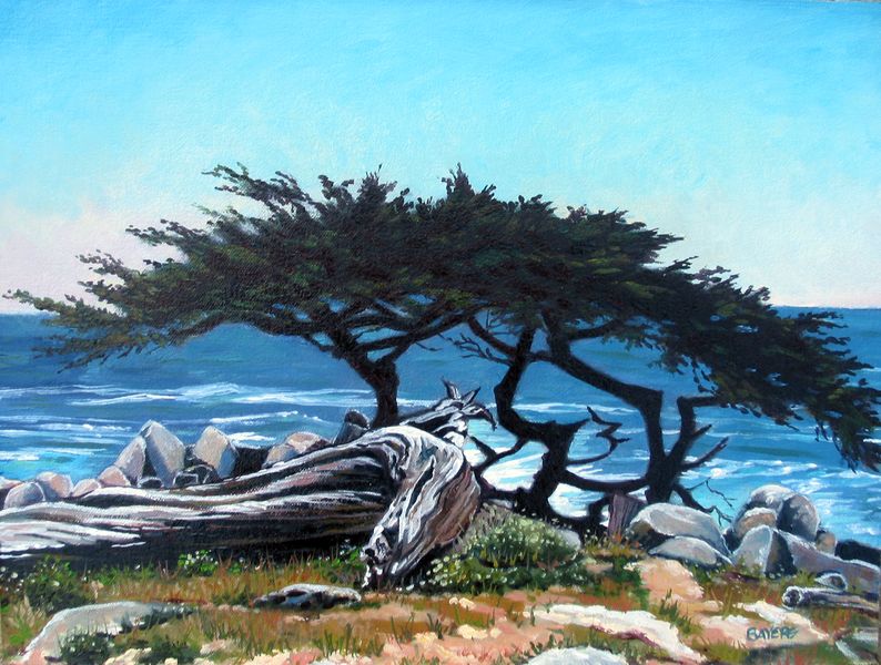 Lone Cypress Tree